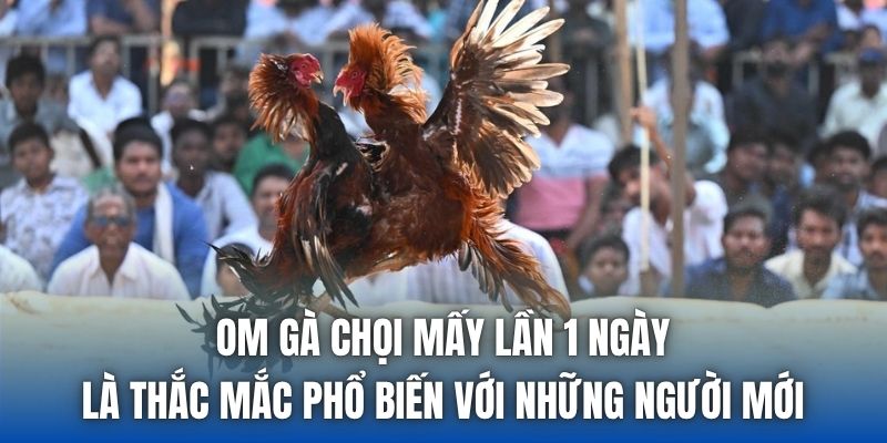 Om gà chọi mấy lần 1 ngày là thắc mắc phổ biến với những người mới