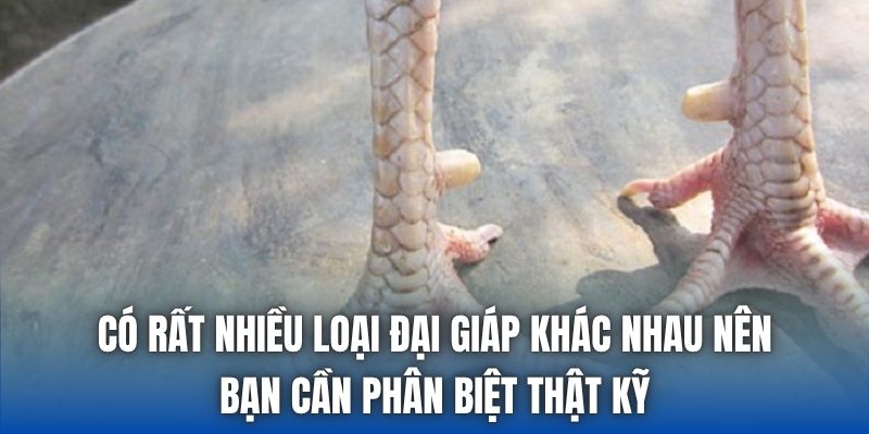 Có rất nhiều loại đại giáp khác nhau nên bạn cần phân biệt thật kỹ