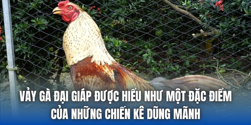 Vảy gà đại giáp được hiểu như một đặc điểm của những chiến kê dũng mãnh